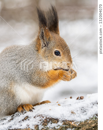 The squirrel with nut sits on tree in the winter or late autumn 132004070