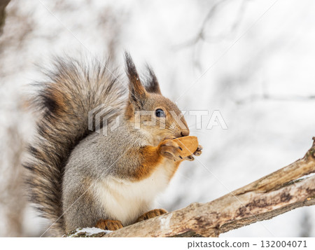 The squirrel with nut sits on tree in the winter or late autumn The squirrel with nut sits on tree in the winter or late autumn 132004071