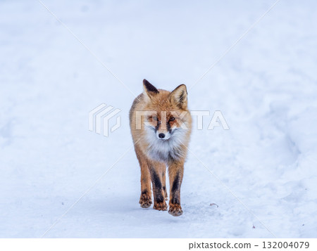 European Red Fox (Vulpes vulpes) in winter forest European Red Fox (Vulpes vulpes) in winter forest 132004079