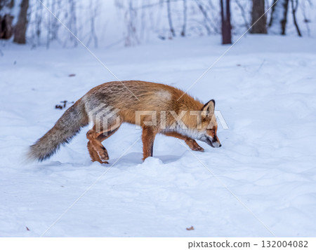European Red Fox (Vulpes vulpes) in winter forest European Red Fox (Vulpes vulpes) in winter forest 132004082