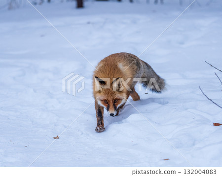 European Red Fox (Vulpes vulpes) in winter forest European Red Fox (Vulpes vulpes) in winter forest 132004083