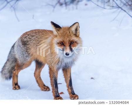 European Red Fox (Vulpes vulpes) in winter forest European Red Fox (Vulpes vulpes) in winter forest 132004084