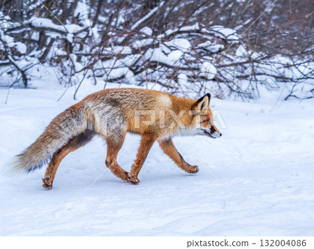 European Red Fox (Vulpes vulpes) in winter forest European Red Fox (Vulpes vulpes) in winter forest 132004086