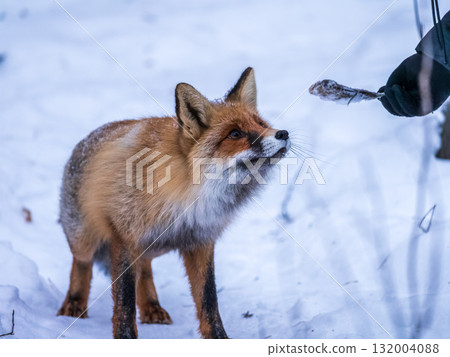 European Red Fox (Vulpes vulpes) in winter forest European Red Fox (Vulpes vulpes) in winter forest 132004088