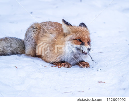 European Red Fox (Vulpes vulpes) in winter forest European Red Fox (Vulpes vulpes) in winter forest 132004092