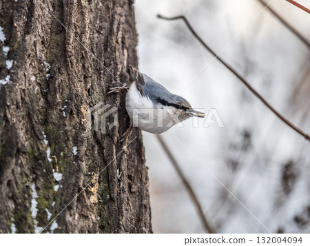 Eurasian nuthatch or wood nuthatch, lat. Sitta europaea, sitting on a tree trunk with a blurred background. 132004094