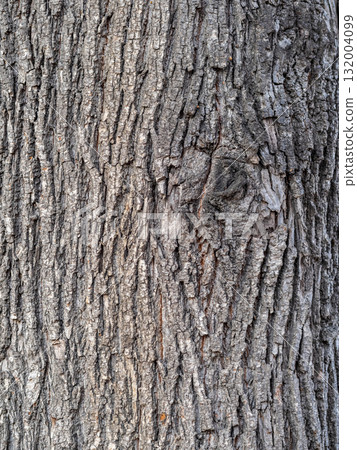 Bark texture and background of a old tree trunk. Detailed bark texture. Bark texture and background of a old tree trunk. Detailed bark texture. 132004099