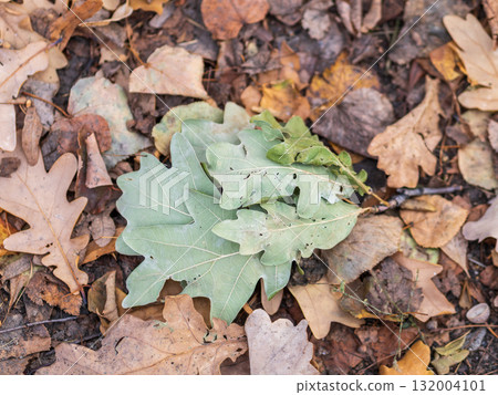 Orange, brown and yellow fallen oak leaves in the sunlight. Orange, brown and yellow fallen oak leaves in the sunlight. 132004101