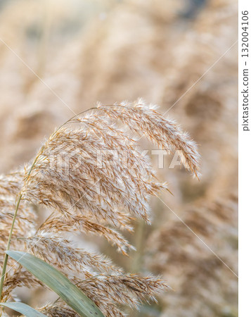 Yellow autumn fluffy feather grass with seeds on curved stems in light wind. Hello autumn concept. Natural background with copy space Yellow autumn fluffy feather grass with seeds on curved stems in light wind. Hello autumn concept. Natural background with copy space 132004106