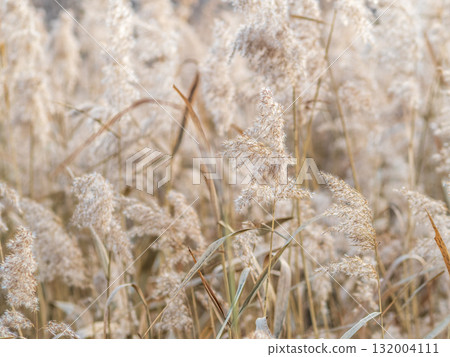 Yellow autumn fluffy feather grass with seeds on curved stems in light wind. Hello autumn concept. Natural background with copy space Yellow autumn fluffy feather grass with seeds on curved stems in light wind. Hello autumn concept. Natural background with copy space 132004111