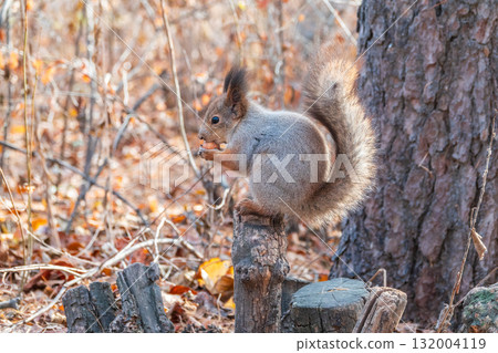 The squirrel with nut sits on tree in the autumn. Eurasian red squirrel, Sciurus vulgaris. The squirrel with nut sits on tree in the autumn. Eurasian red squirrel, Sciurus vulgaris. 132004119