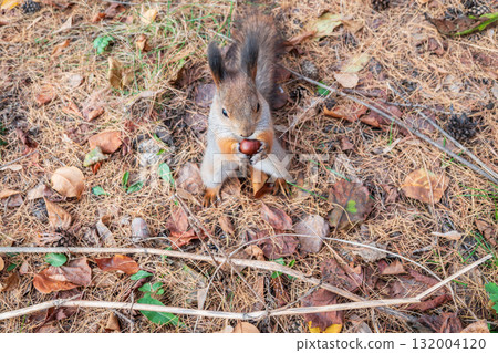 Squirrel in autumn or spring with nut on the green grass with fallen yellow leaves 132004120