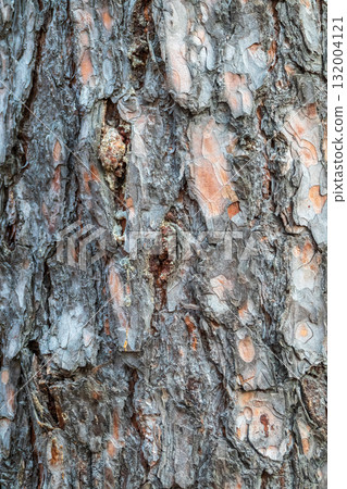 Old wood pine bark texture or background. 132004121