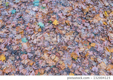Orange and yellow fallen leaves in the sunlight. 132004123