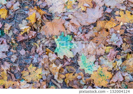 Orange and yellow fallen leaves in the sunlight. 132004124