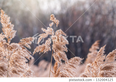 Yellow autumn fluffy feather grass with seeds on curved stems in light wind. Hello autumn concept. Natural background with copy space 132004125