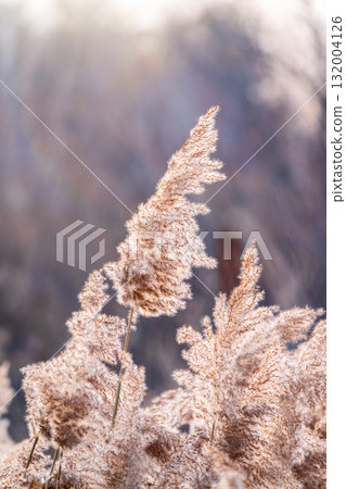 Yellow autumn fluffy feather grass with seeds on curved stems in light wind. Hello autumn concept. Natural background with copy space Yellow autumn fluffy feather grass with seeds on curved stems in light wind. Hello autumn concept. Natural background with copy space 132004126