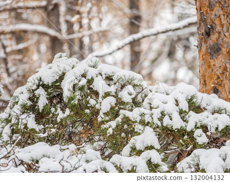 Green fir branches in winter covered with snow 132004132