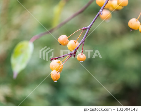 Yellow wild apples fruits on a tree in autumn. Bare branches with uncultivated fruits 132004148