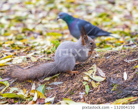 Squirrel in autumn or spring with nut on the green grass with fallen yellow leaves 132004150