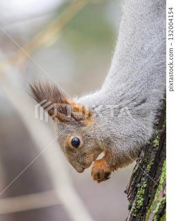 Squirrel sitting upside down on a tree trunk. The squirrel hangs upside down on a tree against colorful blurred background. Close-up. Squirrel sitting upside down on a tree trunk. The squirrel hangs upside down on a tree against colorful blurred background. Close-up. 132004154