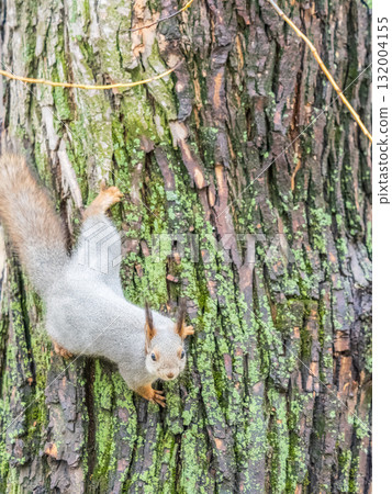 Squirrel sitting upside down on a tree trunk. The squirrel hangs upside down on a tree against colorful blurred background. Close-up. 132004155