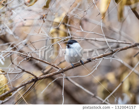 Cute bird the willow tit, song bird sitting on a branch without leaves in the winter. Cute bird the willow tit, song bird sitting on a branch without leaves in the winter. 132004157