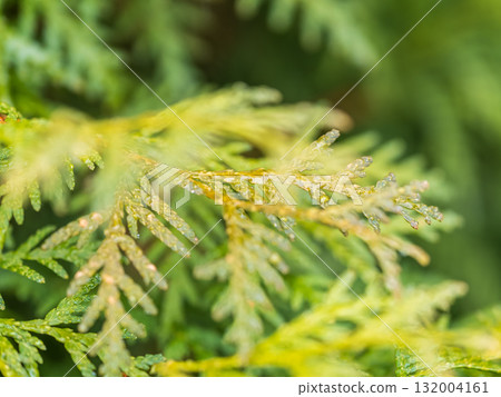 Thuja branches with drops of water after rain. Wet branches in the sunset light. Thuja branches with drops of water after rain. Wet branches in the sunset light. 132004161