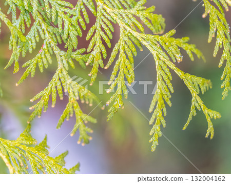 Thuja branches with drops of water after rain. Wet branches in the sunset light. Thuja branches with drops of water after rain. Wet branches in the sunset light. 132004162