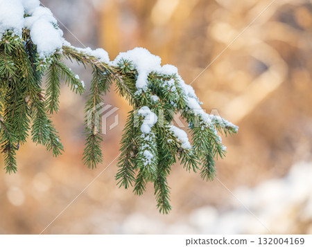 Green fir branches in winter covered with snow. Branches of fir tree as background. Frosty spruce branches. Outdoor with snowy winter nature. Forest landscape 132004169