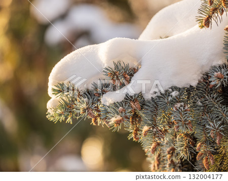 Green fir branches in winter covered with snow. Branches of fir tree as background. Frosty spruce branches. Outdoor with snowy winter nature. Forest landscape Green fir branches in winter covered with snow. Branches of fir tree as background. Frosty spruce branches. Outdoor with snowy winter nature. Forest landscape 132004177