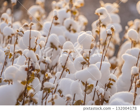 Tree branches in winter covered with snow and frost in snowfall. Frozen tree branches. Tree branches in winter covered with snow and frost in snowfall. Frozen tree branches. 132004178