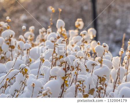 Tree branches in winter covered with snow and frost in snowfall. Frozen tree branches. Tree branches in winter covered with snow and frost in snowfall. Frozen tree branches. 132004179