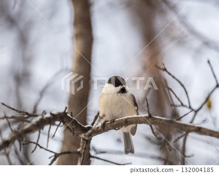 Cute bird the willow tit, song bird sitting on a branch without leaves in the winter. Cute bird the willow tit, song bird sitting on a branch without leaves in the winter. 132004185