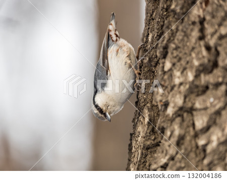 Eurasian nuthatch or wood nuthatch, lat. Sitta europaea, sitting on a tree trunk with a blurred background. 132004186