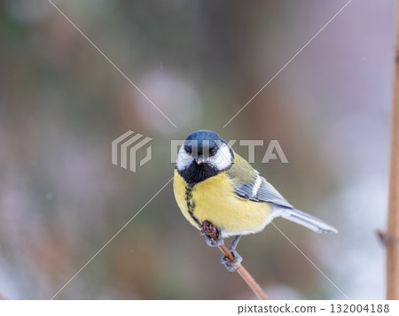 Cute bird Great tit, songbird sitting on the nice branch with beautiful autumn background Cute bird Great tit, songbird sitting on the nice branch with beautiful autumn background 132004188