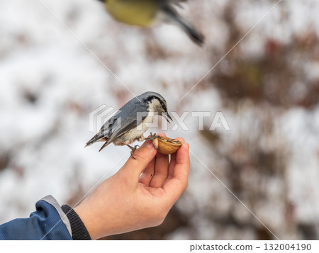 The Eurasian nuthatch eats seeds from a man's hand. Hungry bird wood nuthatch eating seeds from a hand during winter or autumn 132004190