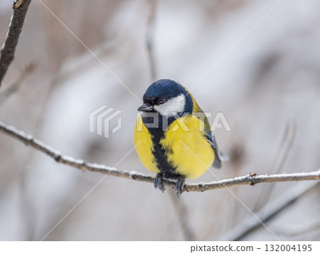 Cute bird Great tit, songbird sitting on the nice branch with beautiful autumn background Cute bird Great tit, songbird sitting on the nice branch with beautiful autumn background 132004195