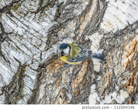 Cute bird Great tit, songbird sitting on the tree trunk 132004196