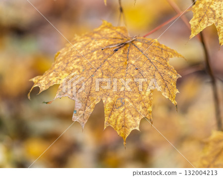 Maple branches with yellow leaves in autumn, in the light of sunset. Maple branches with yellow leaves in autumn, in the light of sunset. 132004213