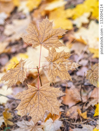 Maple branches with yellow leaves in autumn, in the light of sunset. Maple branches with yellow leaves in autumn, in the light of sunset. 132004214