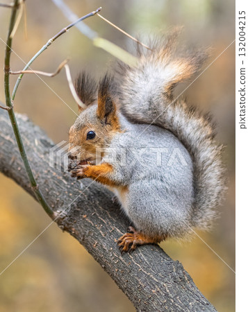 The squirrel with nut sits on tree in the autumn. Eurasian red squirrel, Sciurus vulgaris. The squirrel with nut sits on tree in the autumn. Eurasian red squirrel, Sciurus vulgaris. 132004215