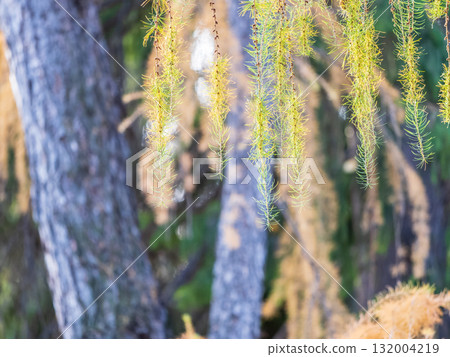Larch branches in autumn on green and yellow leaves background Larch branches in autumn on green and yellow leaves background 132004219