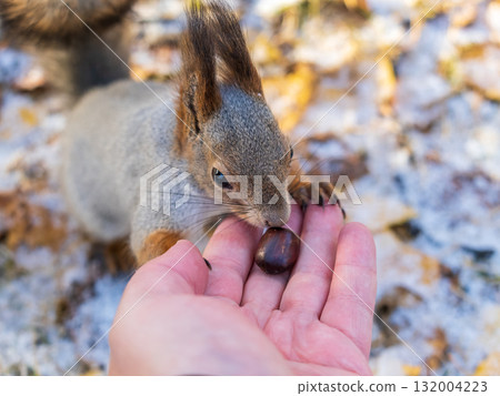 A squirrel in the autumn eats nuts from a human hand. Eurasian red squirrel, Sciurus vulgaris A squirrel in the autumn eats nuts from a human hand. Eurasian red squirrel, Sciurus vulgaris 132004223