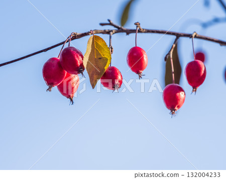 Bright red small wild apples among the yellow leaves in autumn. Bright red small wild apples among the yellow leaves in autumn. 132004233