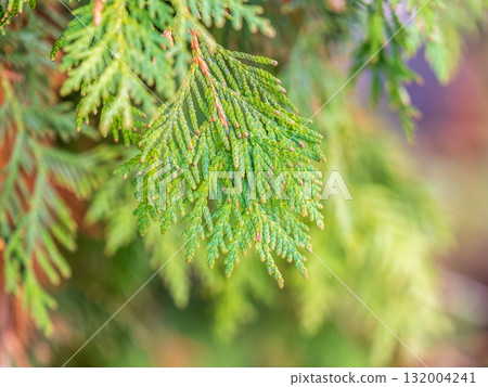 Autumn Thuja branches in the sunset light.. Autumn background Autumn Thuja branches in the sunset light.. Autumn background 132004241