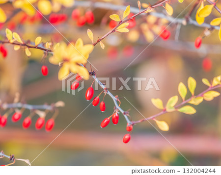 Branches of a barberry Bush with ripe red barberry berries Branches of a barberry Bush with ripe red barberry berries 132004244