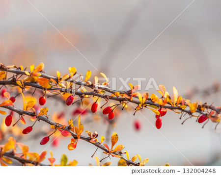 Branches of a barberry Bush with ripe red barberry berries Branches of a barberry Bush with ripe red barberry berries 132004248