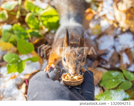 A squirrel in the autumn eats nuts from a human hand. Eurasian red squirrel, Sciurus vulgaris 132004251