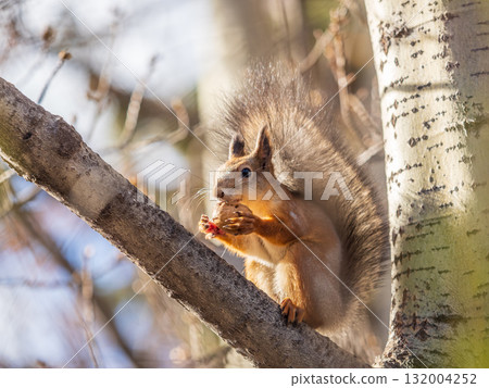 The squirrel with nut sits on tree in the autumn. Eurasian red squirrel, Sciurus vulgaris. The squirrel with nut sits on tree in the autumn. Eurasian red squirrel, Sciurus vulgaris. 132004252